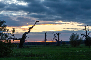 Dęby Rogalin zachód słońca krajobraz  © Adrian