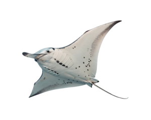 Manta Ray in Flight png transparent background