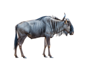 Full length profile of a Blue Wildebeest or Gnu isolated on a png transparent background