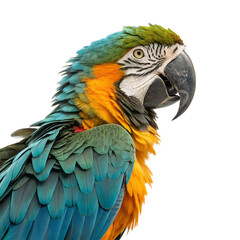 Fototapeta premium Vibrant macaw parrot with striking blue, green, and yellow plumage captures attention with its detailed feathers. 