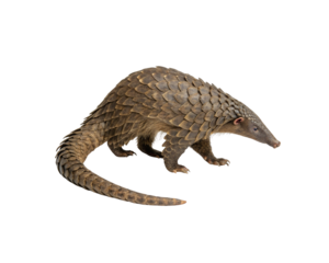 Pangolin in Profile Stunning PNG on Transparent Background