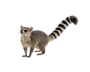 Ringtail Lemur Posing with Striped Tail on a png transparent background