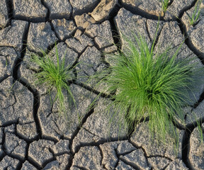 In a stark contrast of life and decay, resilient green grass breaks through the parched, cracked earth, showcasing nature's ability to endure even in the harshest conditions. 