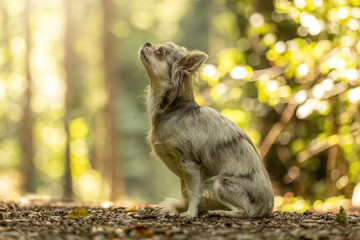 Longhaired Chihuahua in merle coat sitting in forest sunlight