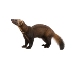 Wolverine Animal Isolated on a PNG Transparent Background