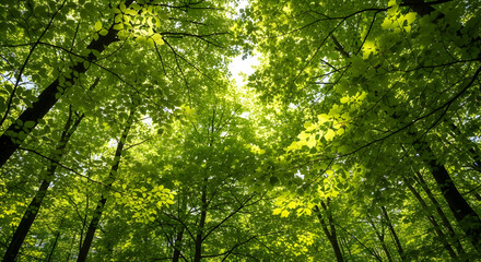 Fototapeta premium Lush green canopy of trees in a forest bathing in sunlight from below view