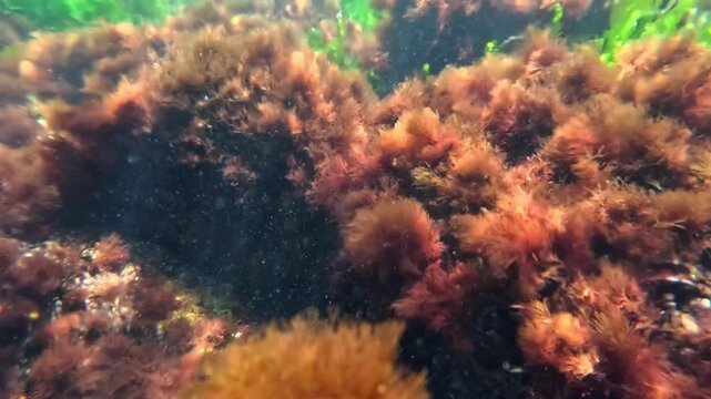 Macro algae, Underwater landscape of red algae Ceramium rubrum on rocks in the Black Sea, Odessa Gulf