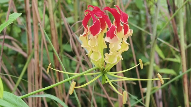 Flame Lily  Beauty with Medicinal Value