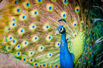 Peacock displaying vibrant tail feathers