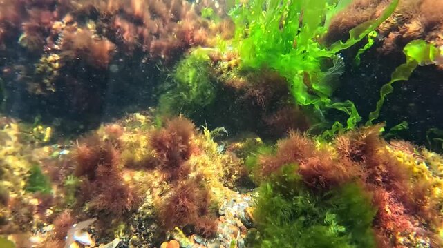 Underwater landscape, red and green algae grow on rocks near the shore