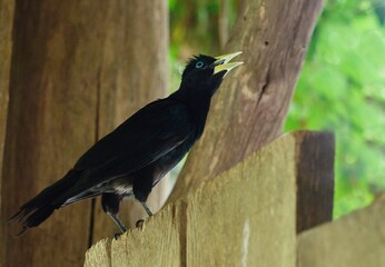 Molothrus