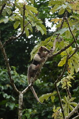 Anteater in the Corcovado Nationalpark, Costa Rica