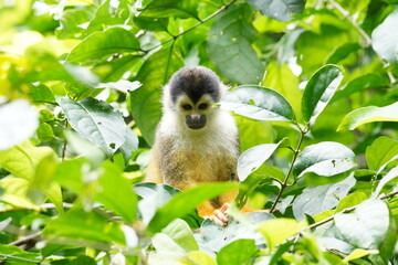 Spider Monkey from the Corcovado Nationalpark, Costa Rica