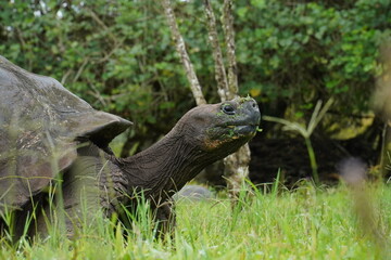 Galapagos Turtle