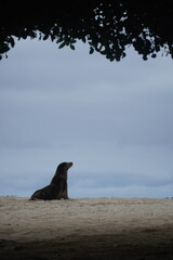 Sea lion on a beach on the Galapagos