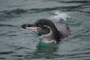 Portrait of a Galapagos Penguin
