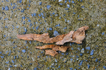 texture of bark on ground
