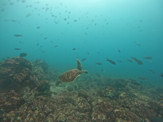 Sea turtle under water in the Galpagos