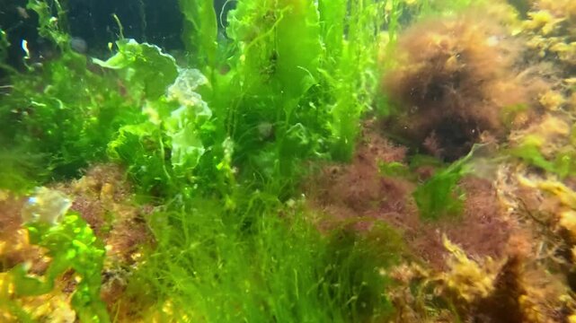 Underwater view of red and green algae that grow on rocks near the shore