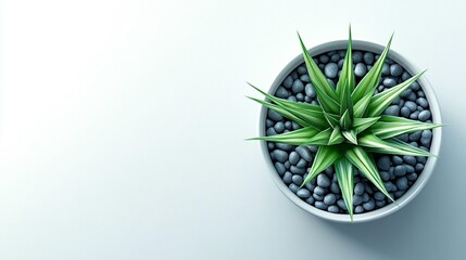A potted plant in a white bowl, top view