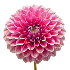 pink dahlia isolated on white