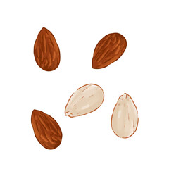 Almond nuts vector