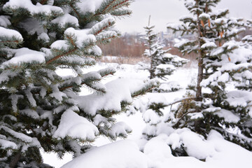 Snow-Covered Fir Trees in a Winter Landscape close up
