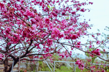 cherry blossom in spring