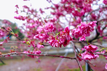 pink cherry blossom