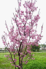 Fototapeta premium pink cherry blossom