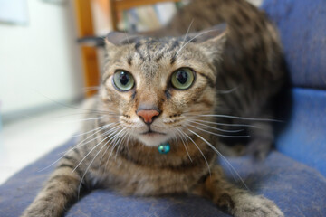 close up of a cat