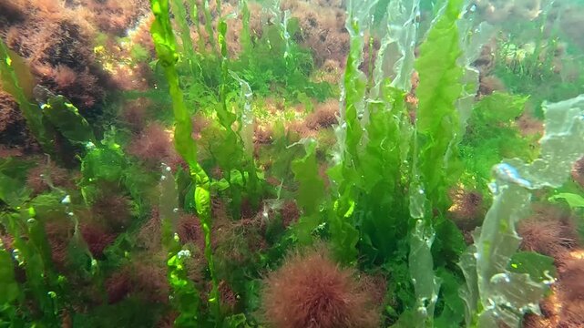 Underwater view of red and green algae that grow on rocks near the shore