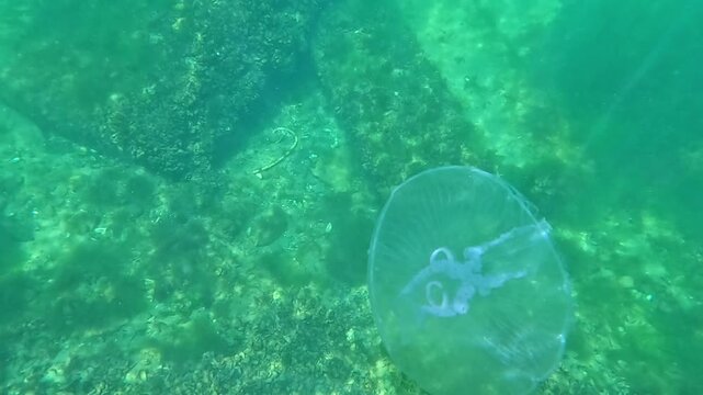Aurelia aurita - Moon jellyfish, large nektonic organism