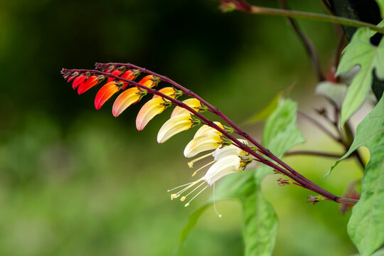 Ipomoea lobata a summer flowering climber plant with a red yellow summertime flower commonly known as Spanish flag, gardening stock photo image