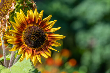 Naklejka premium Helianthus annuus 'Ring of Fire' a summer flower plant with yellow and red petals and a brown centre with copy space, gardening stock photo image