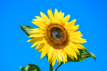 Naklejka premium Sunflower (helianthus) a summer flowering plant with a yellow summertime flower with a blue sky in the background, gardening stock photo image