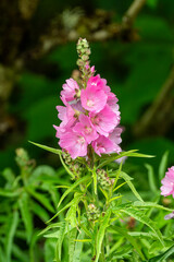 Lavatera trimestris 'Beauty Series' a summer autumn fall flowering plant with a pink summertime flower commonly known as tree mallow, gardening stock photo image