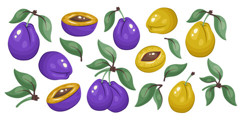 Obraz premium Plum set. Blue and yellow plums isolated on white background. Whole plums, fruit halves, green leaves. Botanical template for packaging, print, fresh organic food clipart, eco product branding. Vector
