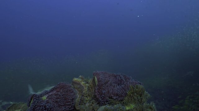 Underwater Scuba diving on coral reef with school of fusiliers being hunted by giant trevally fish in Koh Tao, Thailand
