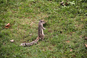 Squirrel  