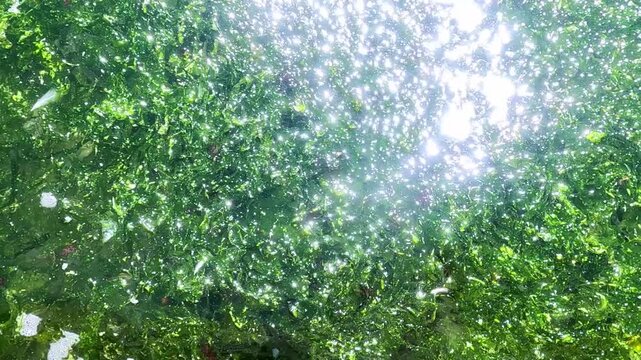 Green algae torn off by storm near shore in Black Sea, sun glare on water surface