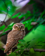 Close-up of a spotted owlet perched on a tree branch with sharp yellow eyes and detailed plumage, captured in natural daylight highlighting its wild beauty and raptor features.