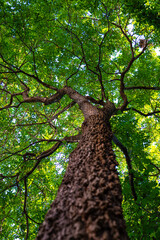 Naklejka premium Tropical green leaf big tree branch up to sky ant view