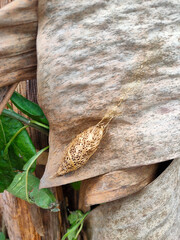 A unique close-up shot of a dried cocoon, possibly from a moth, resting on a curled, dry leaf with...