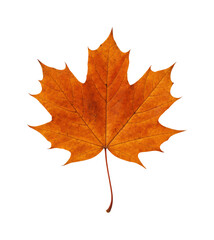Fototapeta premium Autumn leaf falling nature vibrant colors seasonal beauty isolated on transparent background, png