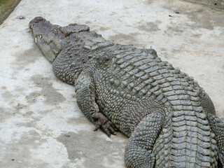 The Asian crocodile is a hardy amphibian