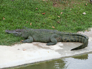 The Asian crocodile is a hardy amphibian