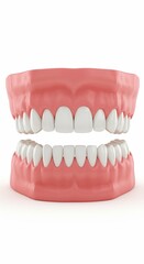Obraz premium A dental model showing the upper and lower teeth with pink gums on a white background in a studio shot