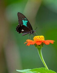 Obraz premium Tropical butterfly on a vibrant flower