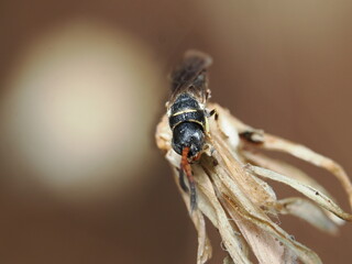 Hylaeus es un género de pequeñas abejas solitarias, de cuerpo oscuro y liso, que polinizan flores y almacenan néctar y polen en sus nidos.